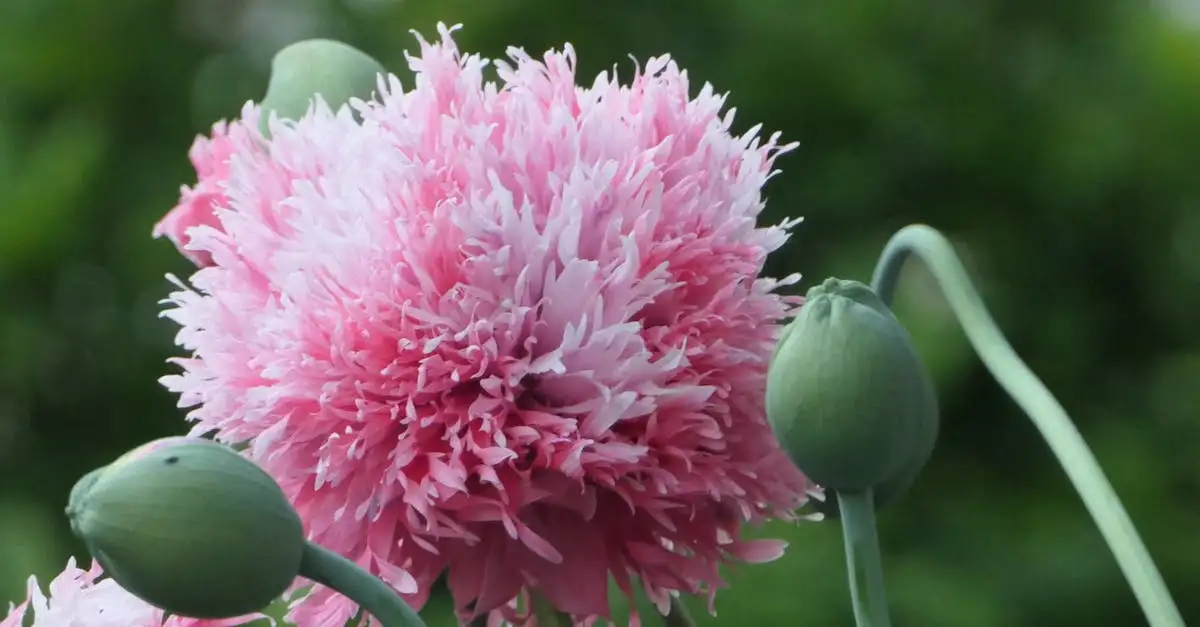 Geschikte cultivars van de oosterse papaver voor kleine borders