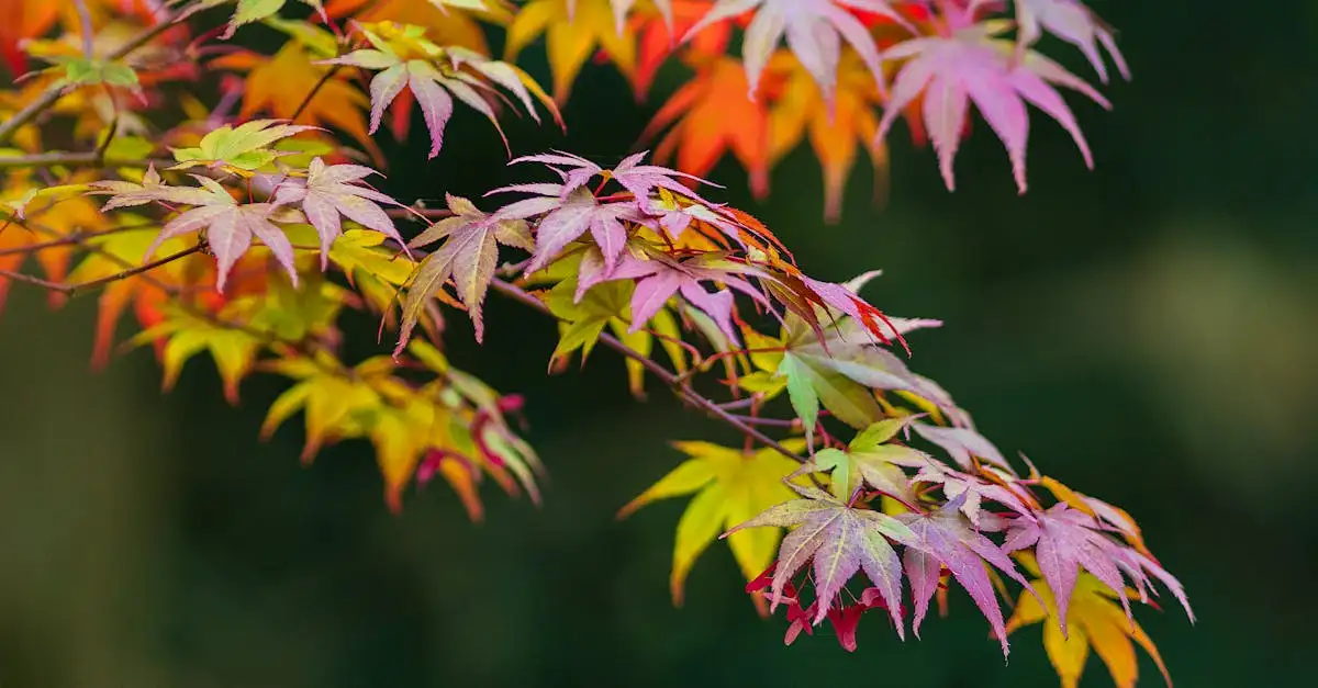 Groeisnelheid van de Acer palmatum: wat kun je verwachten?