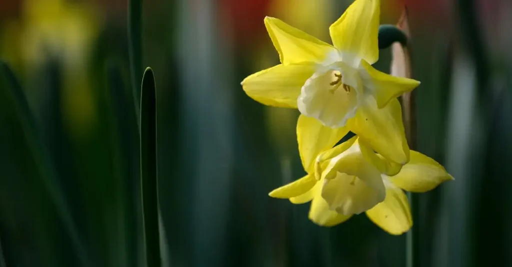 Groeit de narcis goed onder bladverliezende struiken?