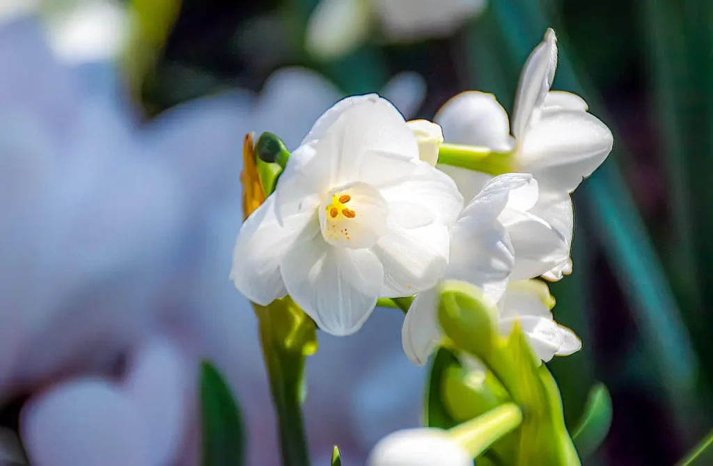 Groeit de narcis 'Thalia' goed in potgrond met zand?