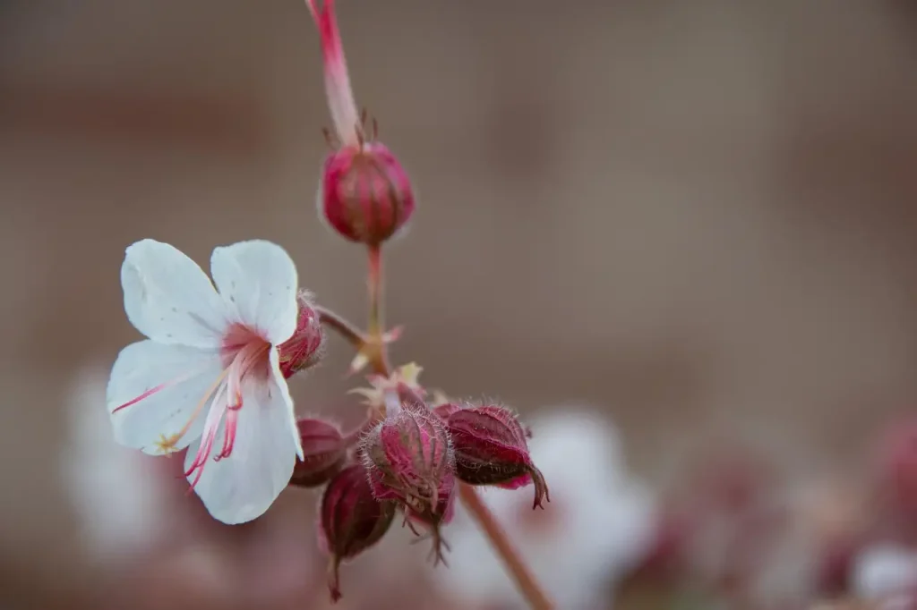 Groeit Geranium macrorrhizum ‘Spessart’ goed in droge schaduw?
