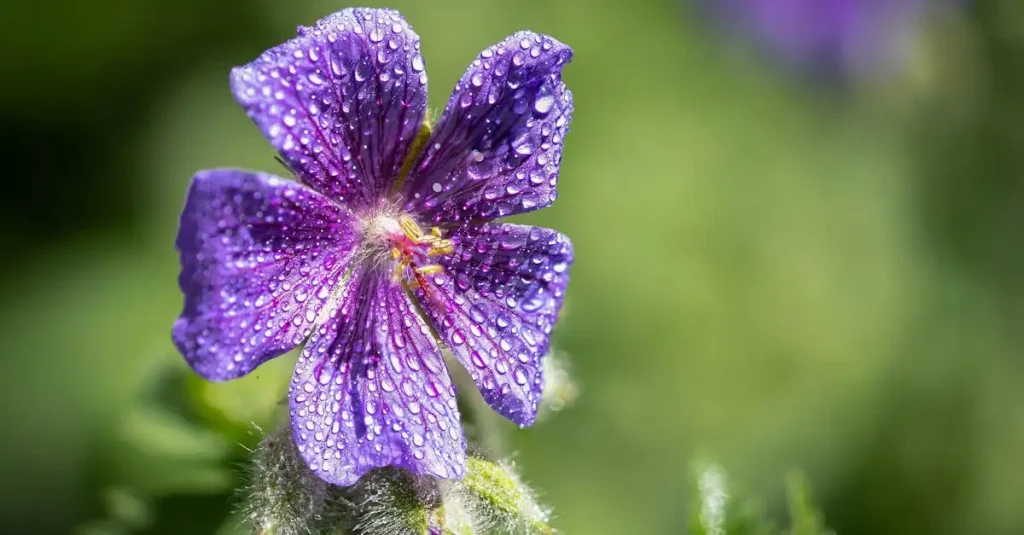 Het visuele effect van winterblad van donkere ooievaarsbek