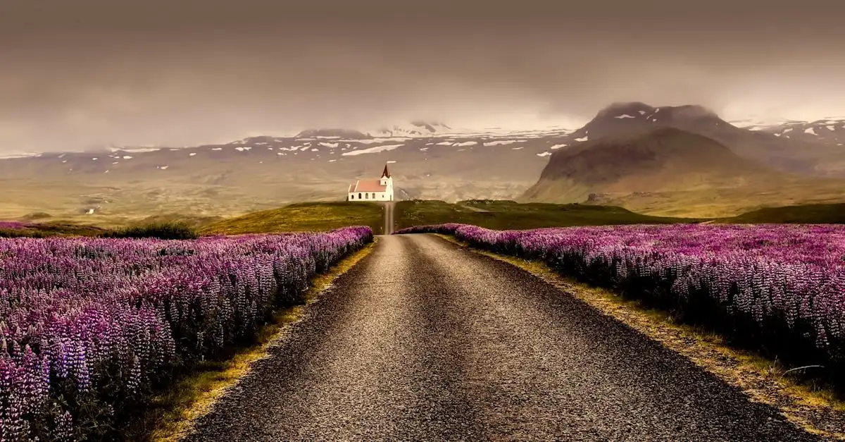Hoe be&iuml;nvloedt kalk de bloei van lupine 'Gallery Red'?