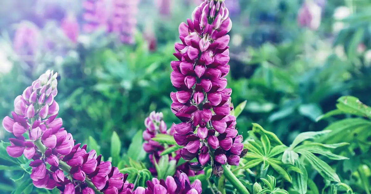 Hoe beïnvloedt kalk de bloei van lupine 'Gallery Red'?