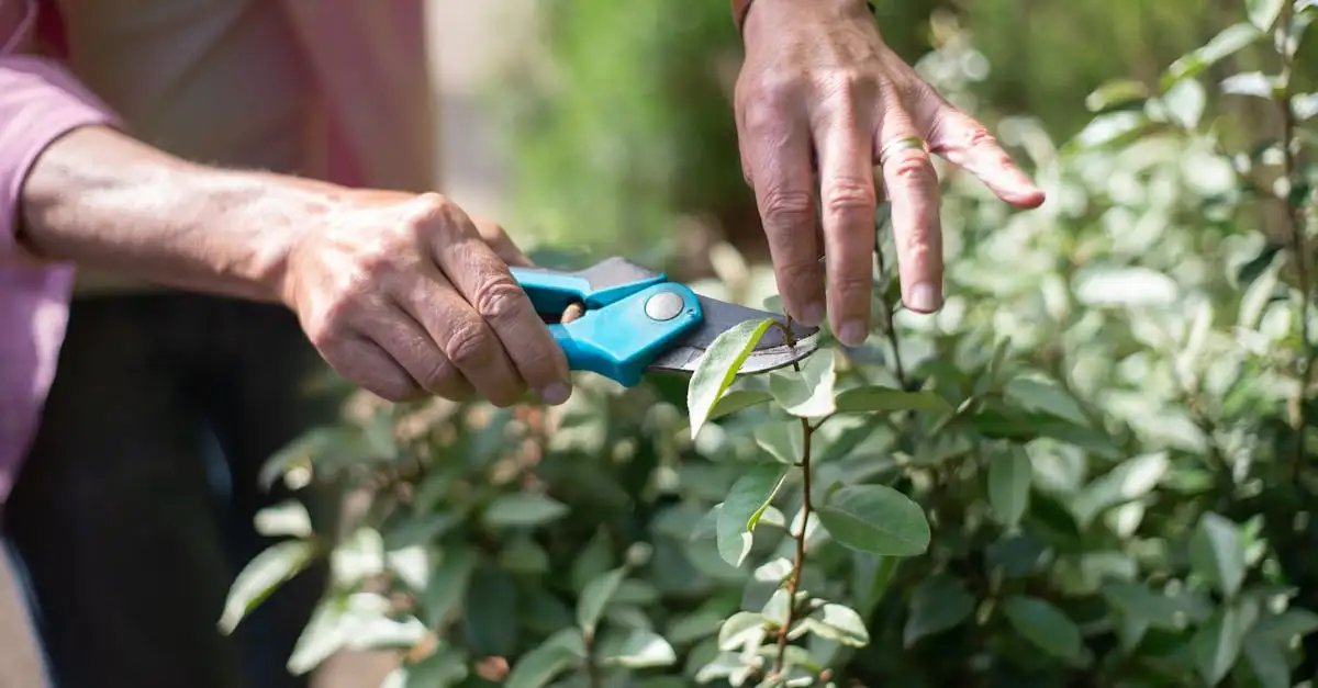 Hoe lang blijft lupine aantrekkelijk zonder terugknippen?