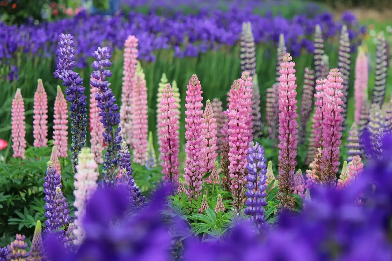 Hoe lang blijft lupine aantrekkelijk zonder terugknippen?