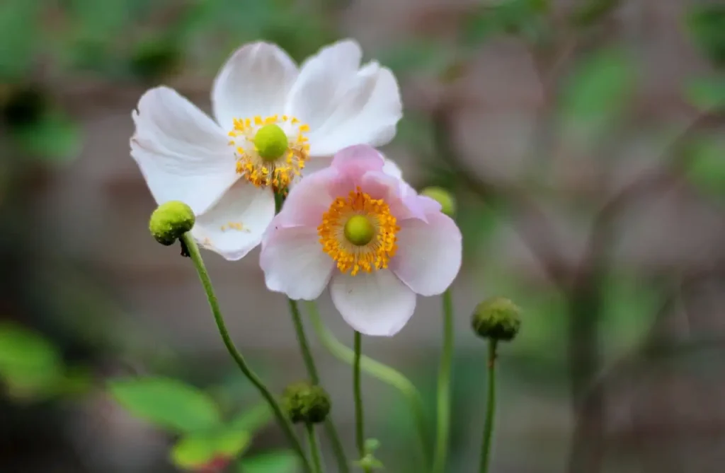 Hoe lang bloeit herfstanemoon Anemone hupehensis in de herfst?
