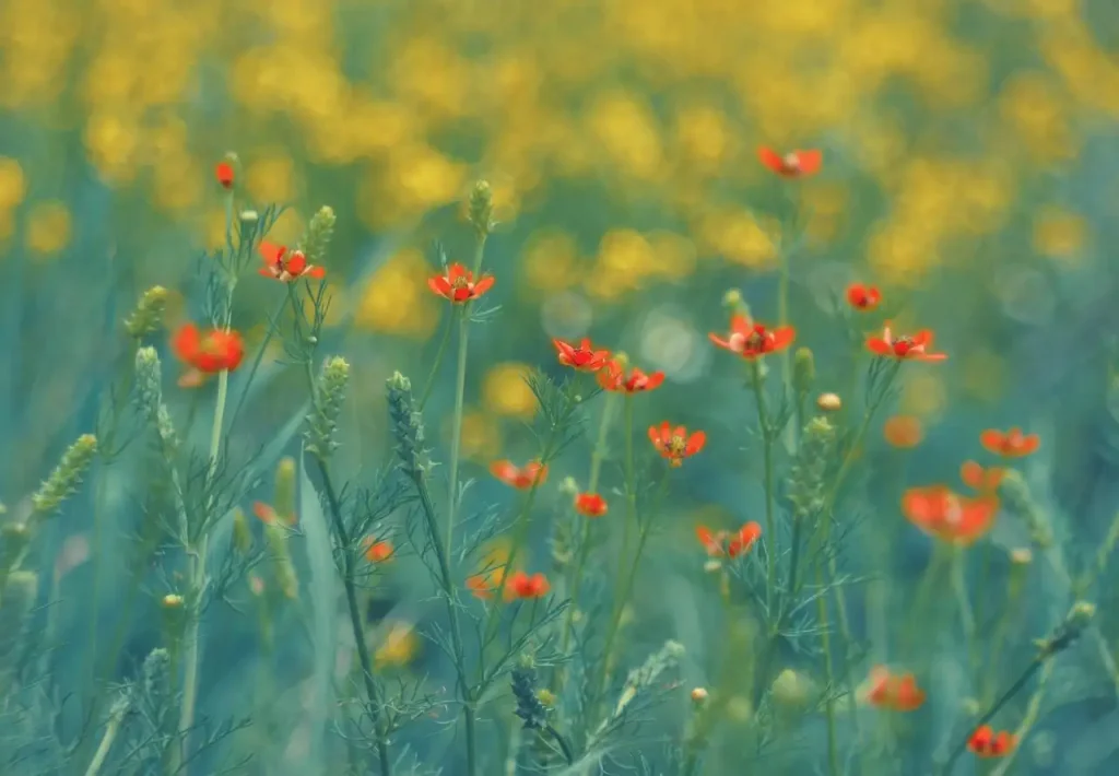 Hoe lang bloeit siererwt Lathyrus odoratus in een seizoen?