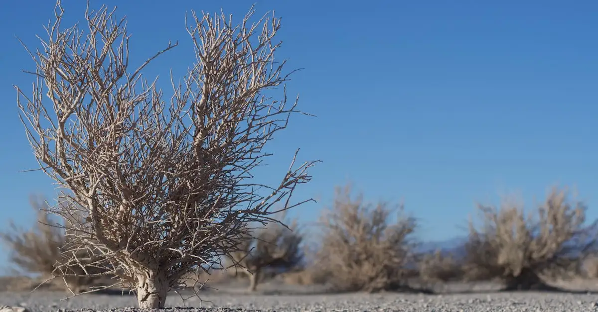 Hoe reageert de bloedwortel op zomerse droogte?