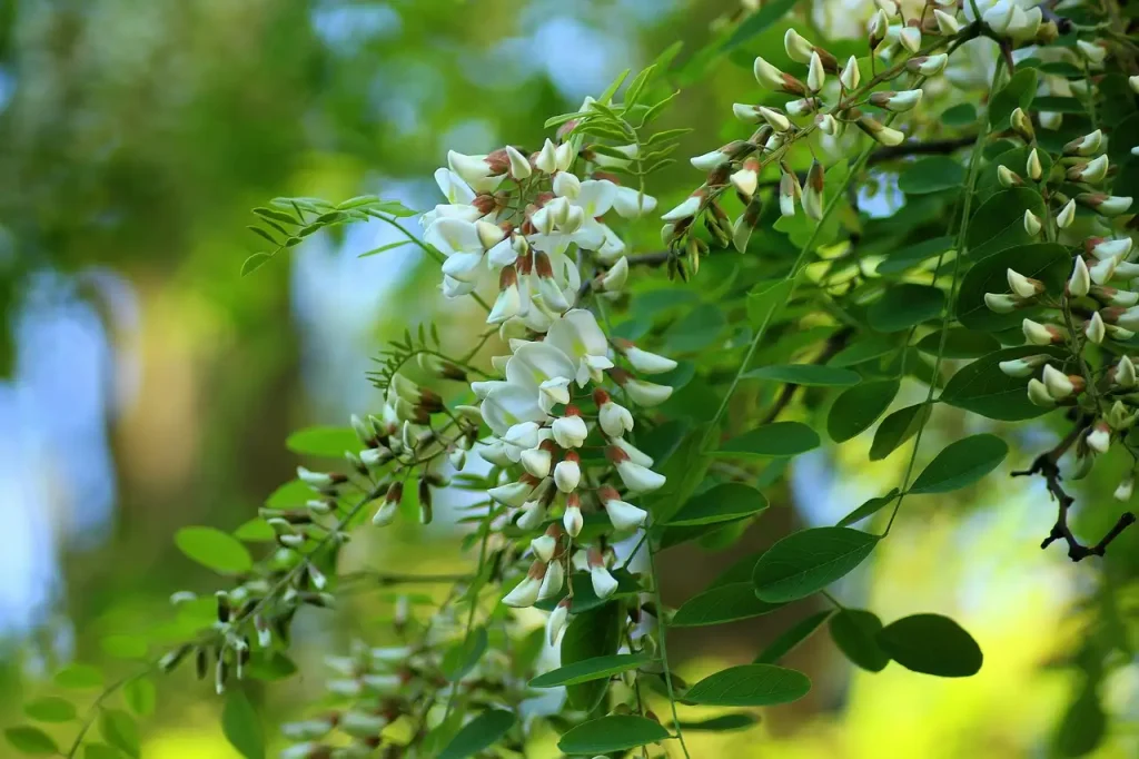 Hoe reageert valse acacia op kleigrond? Tips en advies
