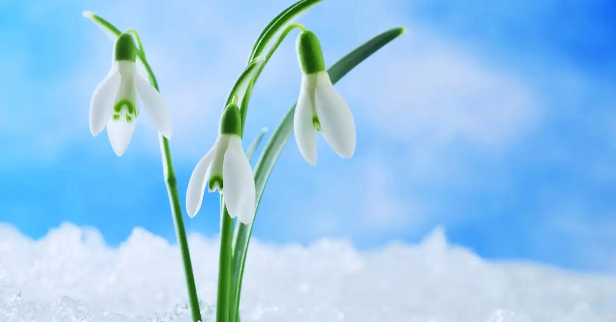 Hoe winterhard is het sneeuwklokje op zandgrond?