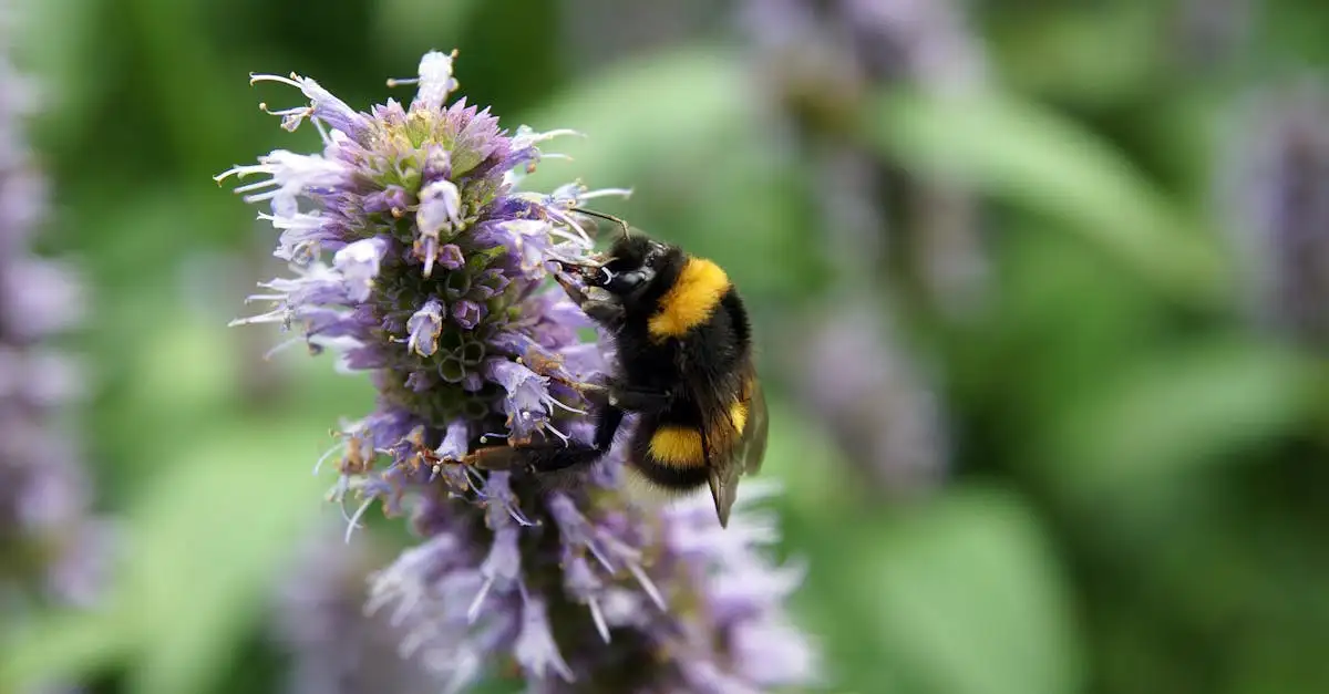 Houd Agastache compact en bloeirijk zonder veel knipwerk