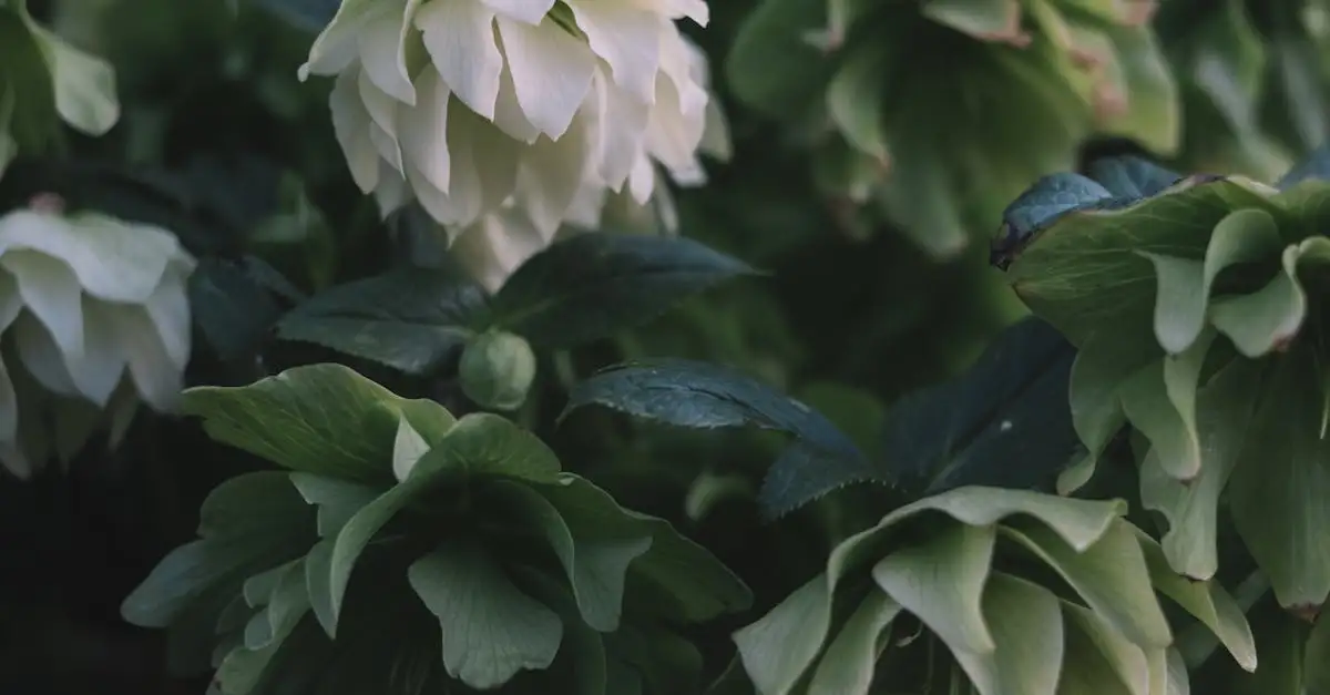 Ideale pH-waarde voor stinkend nieskruid (Helleborus foetidus)