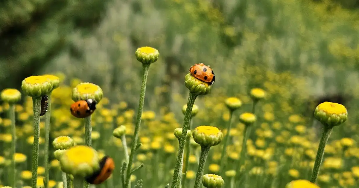 Insecten die de bloemen van de tijgerbloem bezoeken