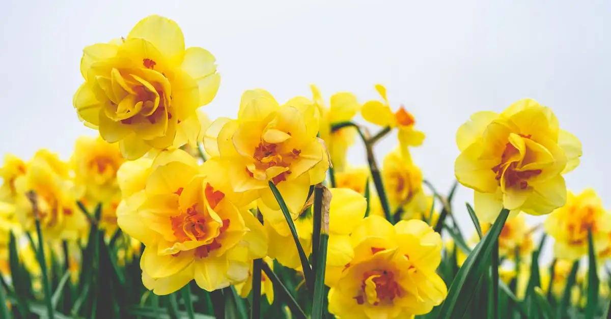 Is de narcis volledig winterhard in Nederland? Ontdek het hier!