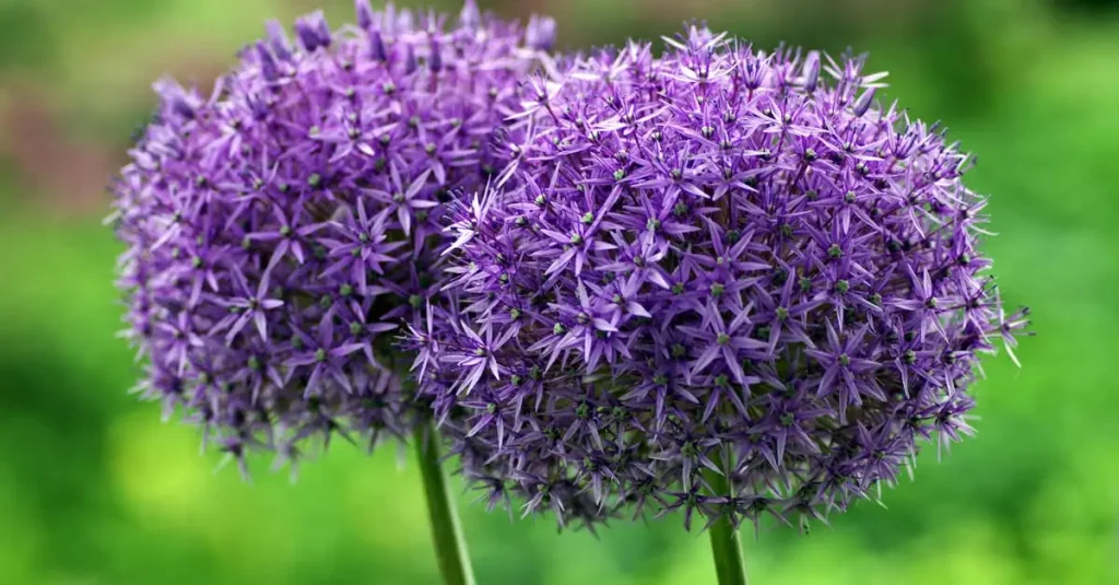 Is de sierui (Allium aflatunense) geschikt voor kleigrond?