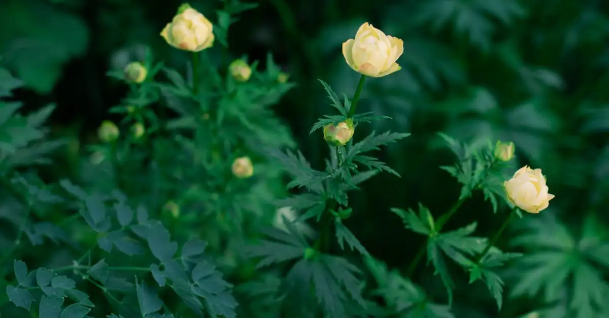 Is gele trollius wintergroen of bladverliezend?