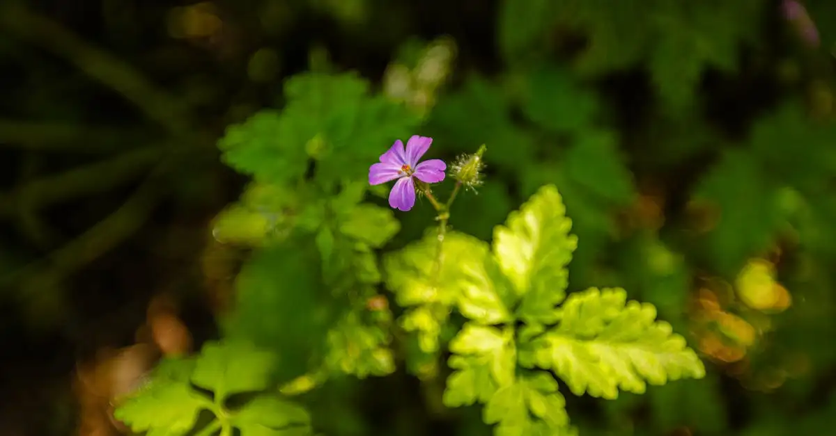 Is ooievaarsbek Geranium &lsquo;Rozanne&rsquo; aantrekkelijk voor bijen?