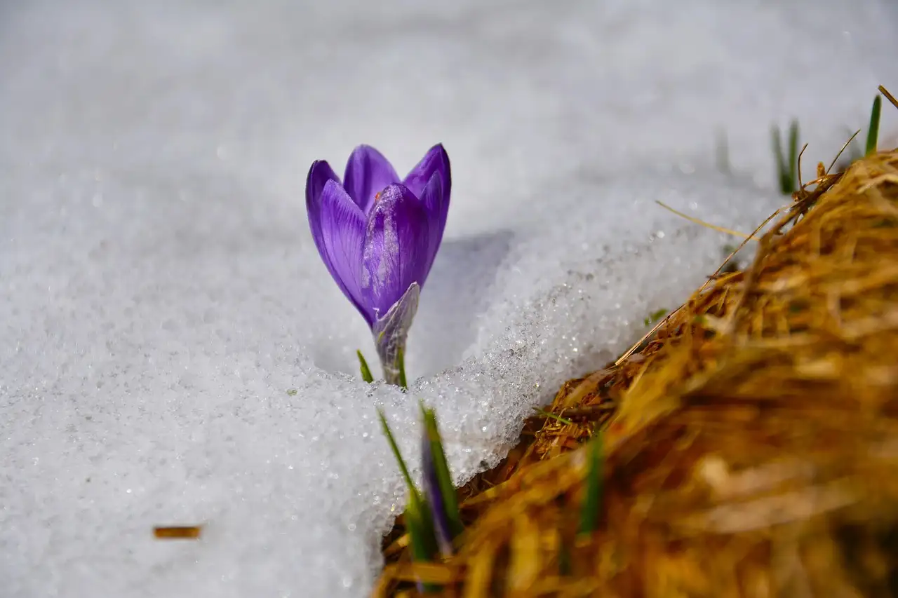 Klokvormige krokus (Crocus chrysanthus) in potten kweken?