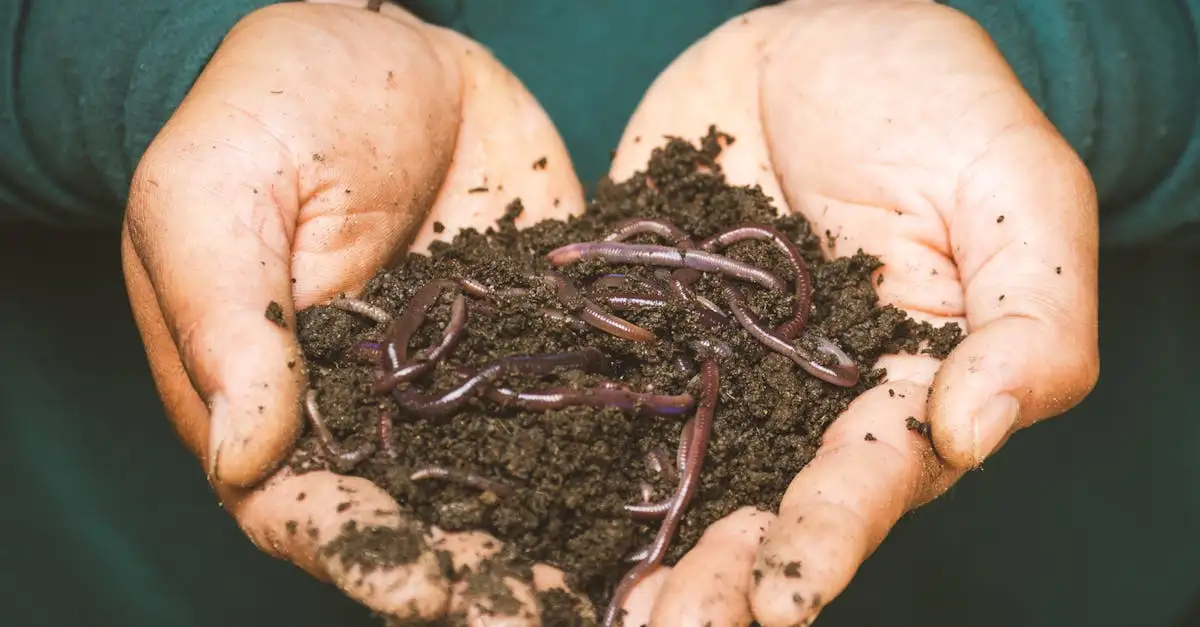 Kun je schildpadbloem Penstemon combineren met steenachtige mulch?