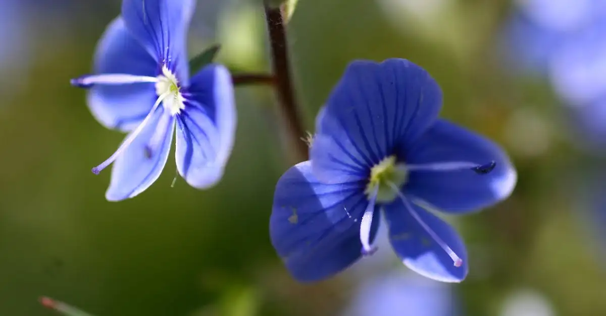 Meeldauw op lange ereprijs Veronica longifolia zonder chemie behandelen