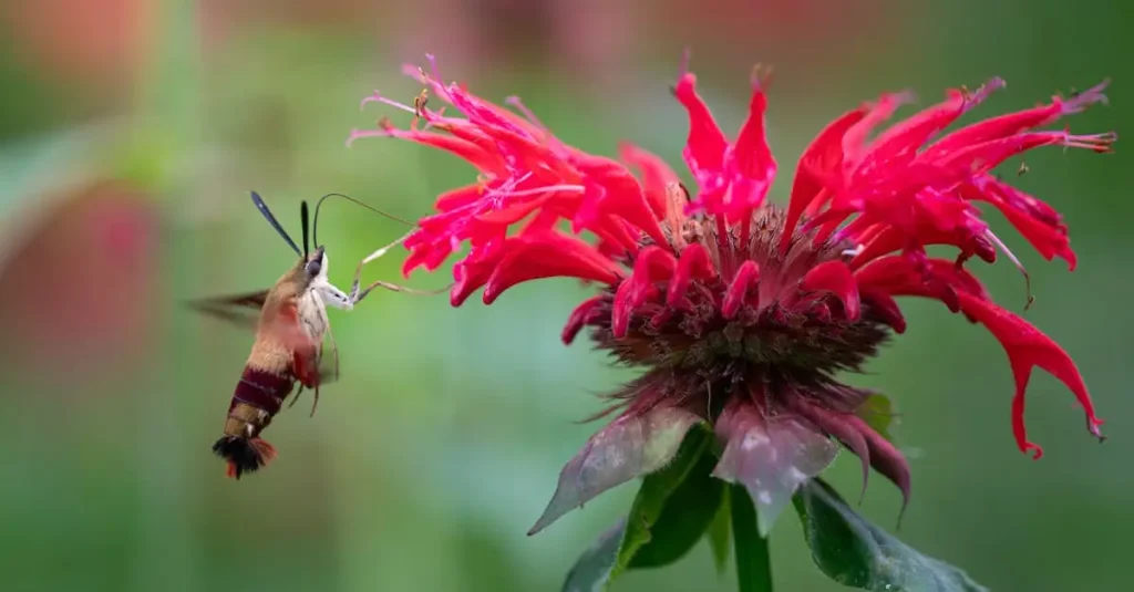 Moet je monarda didyma bijmesten na de bloei?
