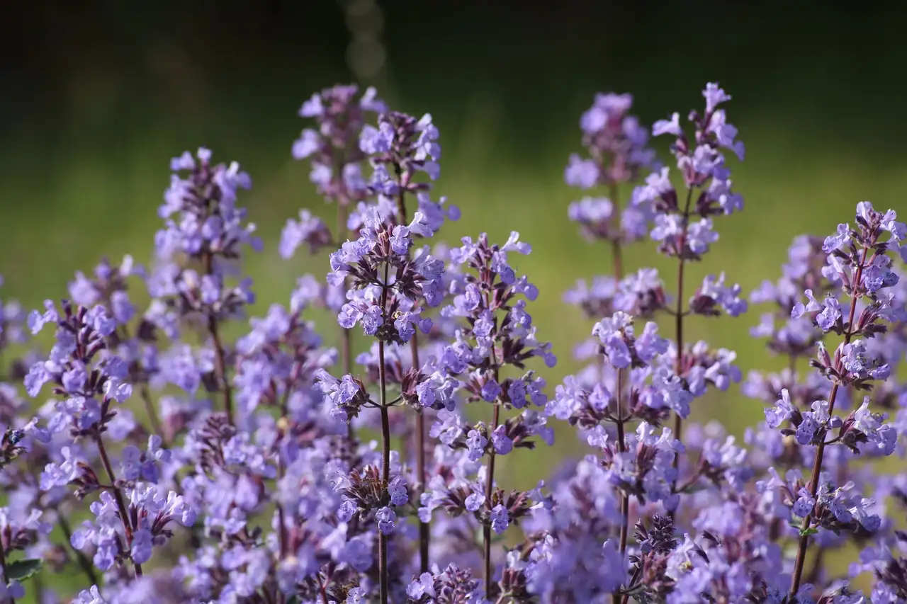 Moet je Nepeta faassenii in de herfst terugsnoeien?