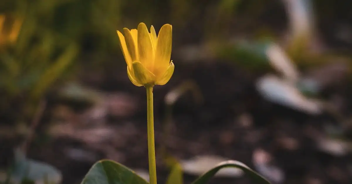 Moet je stinkende gouwe (Chelidonium majus) uitdunnen?
