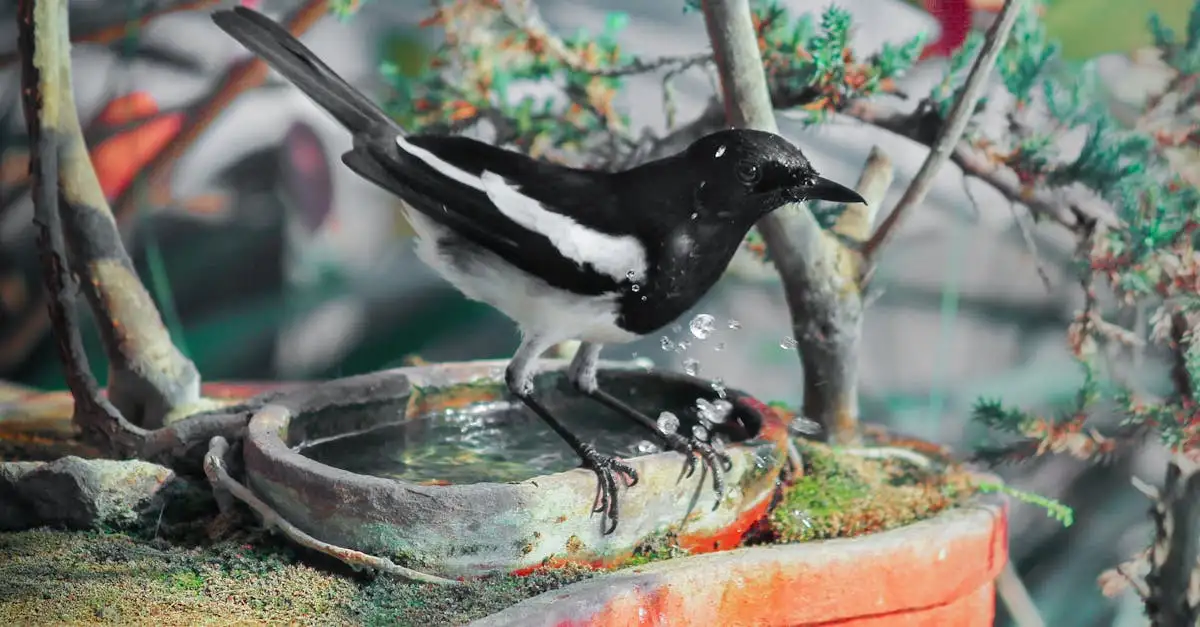 Mooie combinaties van een vogelbad en beeldjes voor je tuin