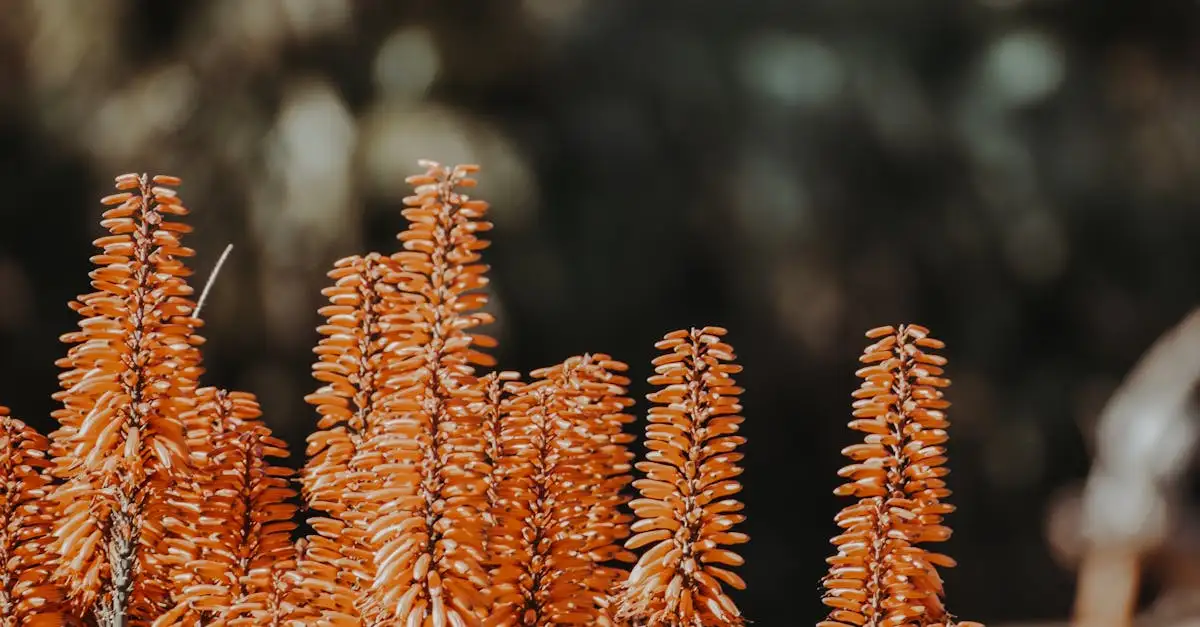 Oorsprong van de Afrikaanse lelie (Kniphofia): waar vandaan?