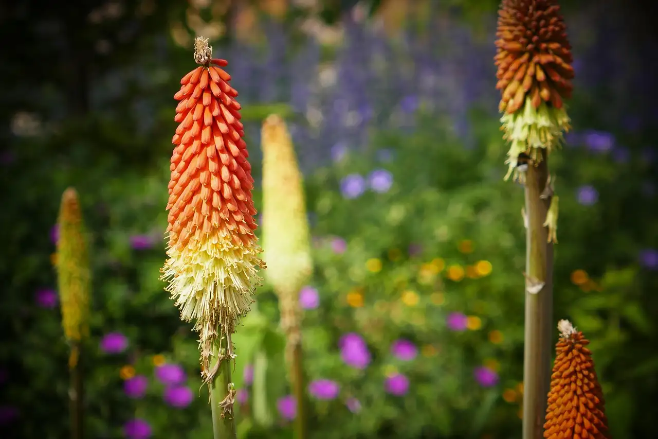 Oorsprong van de Afrikaanse lelie (Kniphofia): waar vandaan?