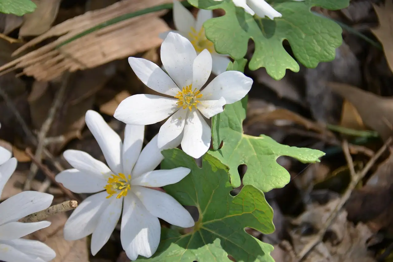 Oorsprong van de naam bloedwortel (Sanguinaria canadensis)