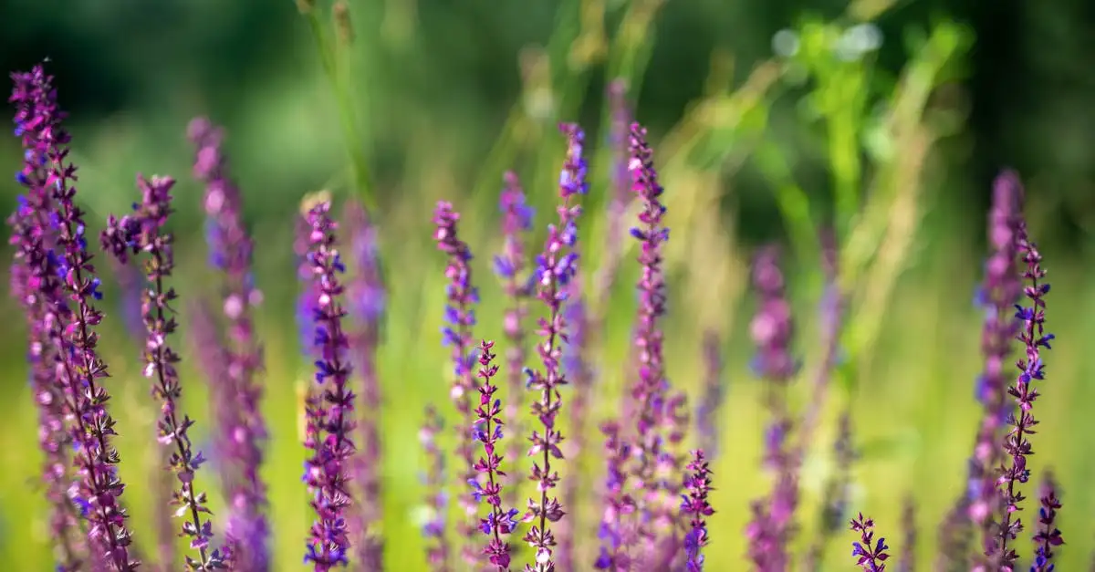 Oorsprong van Salvia officinalis: waar komt het vandaan?