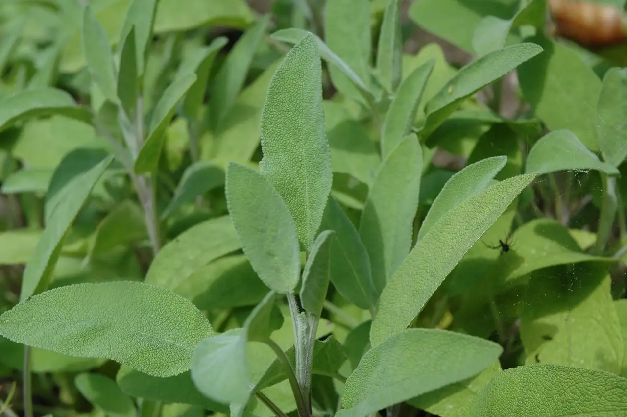 Oorsprong van Salvia officinalis: waar komt het vandaan?