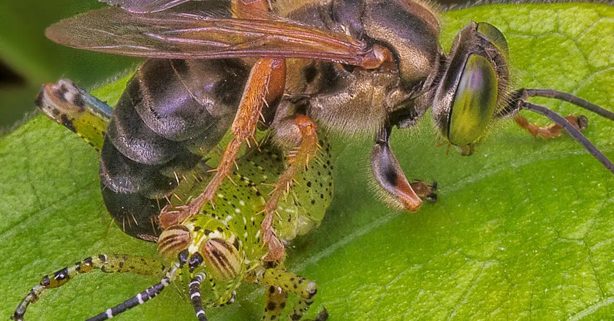 Oorzaak slaphangend blad bij Calamintha nepeta ontdekken