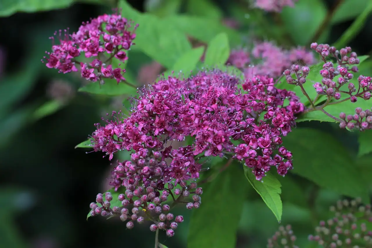 Oorzaken van bladval bij spierstruik Spiraea in de zomer