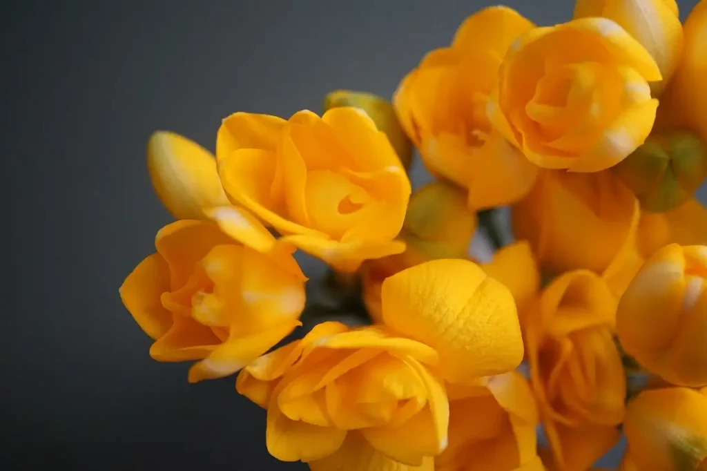 Past de freesia goed bij vaste geraniums in potten?