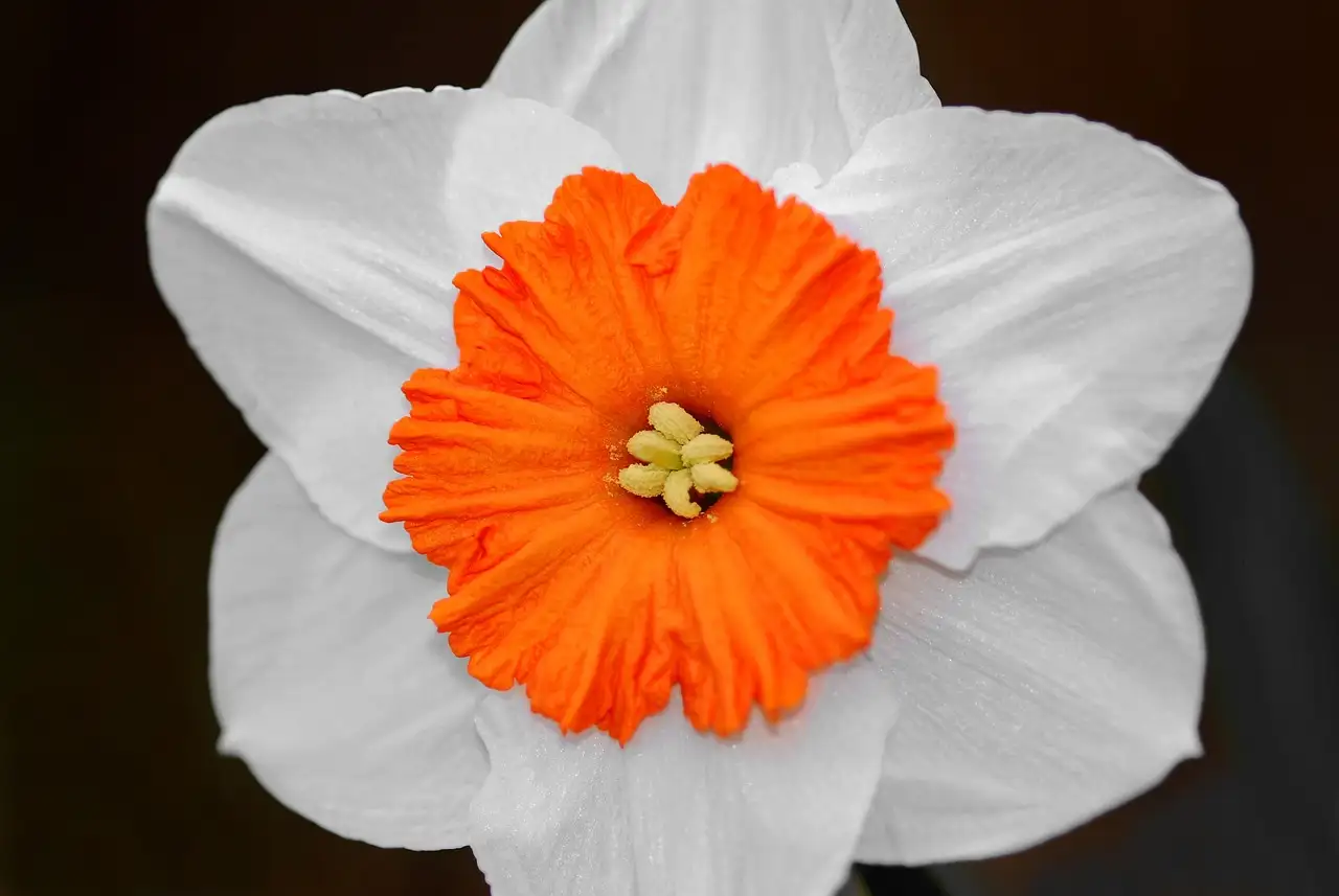 Past de narcis (Narcissus poeticus) in prairiebeplanting?
