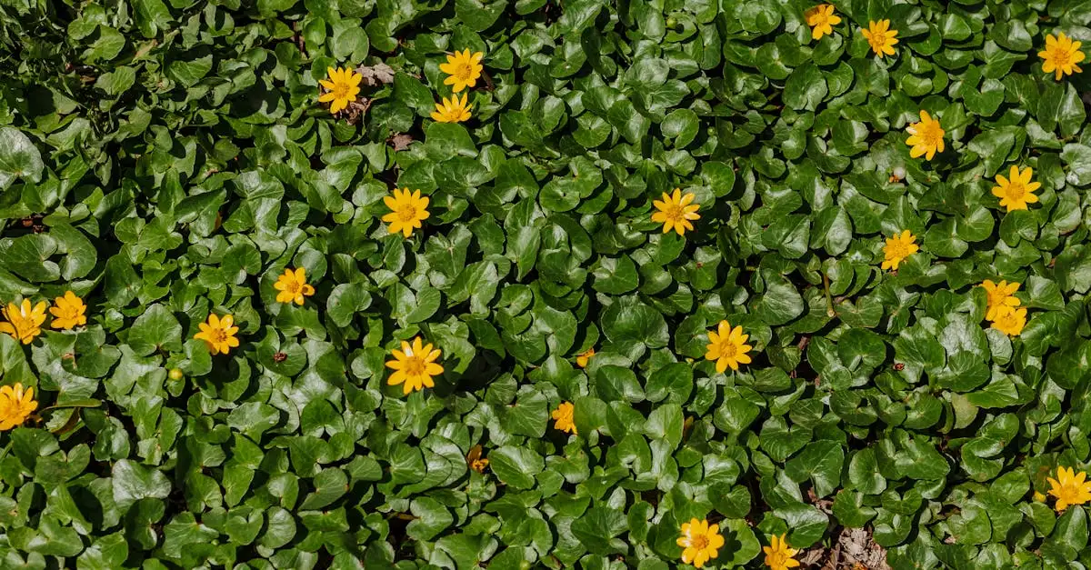 Past de stinkende gouwe in een eetbare of wilde tuin?