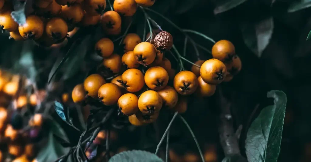 Planten die het verticale effect van de verenpapaver versterken
