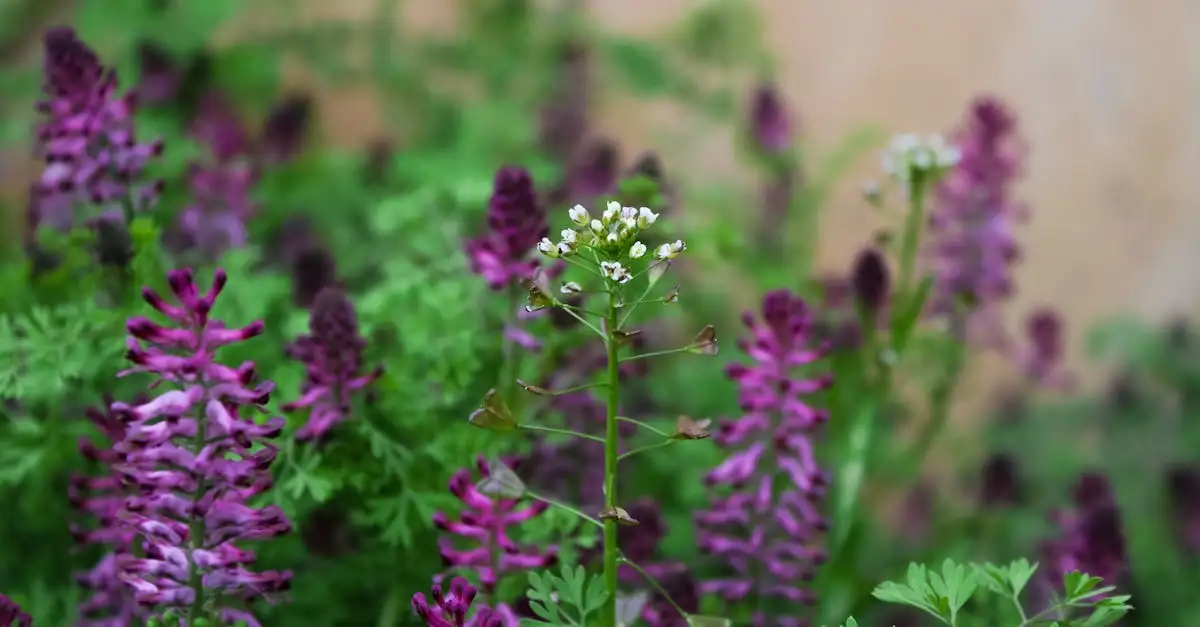 Ridderspoor Delphinium: rol in oude tuinen en kloosters