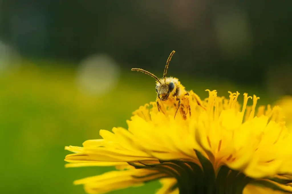 Ruimte tussen pollen van weide-ooievaarsbek bepalen