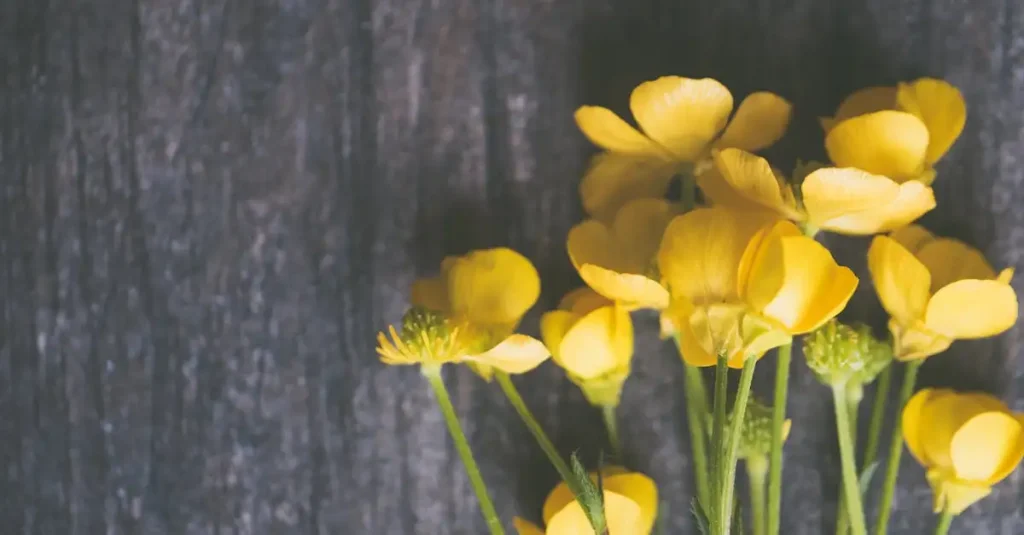 Scherpe boterbloem Ranunculus acris in arme grond bloeien?