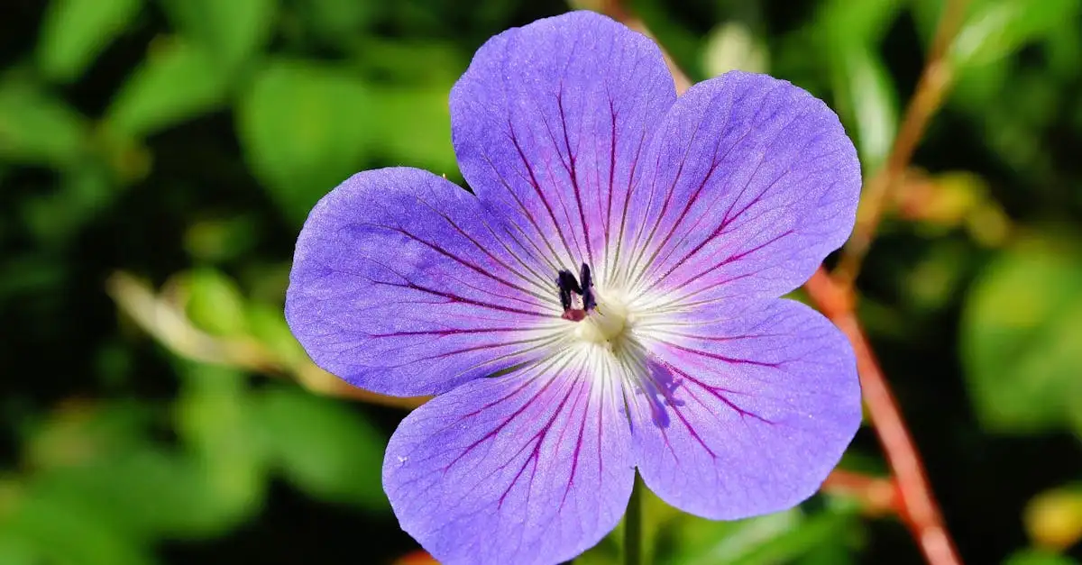 Siergrassen die de bloei van ooievaarsbek Geranium &lsquo;Rozanne&rsquo; versterken