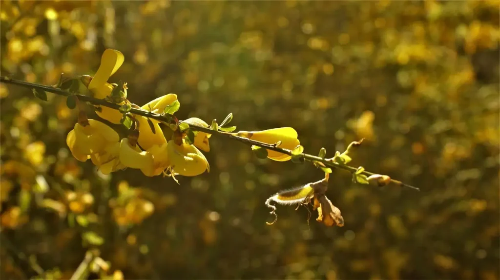 Sierwaarde van brem (Cytisus scoparius) buiten de bloei