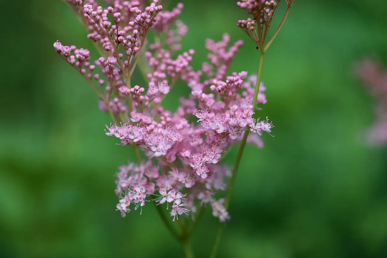 Sierwaarde van moerasspirea Filipendula buiten bloei onderzocht