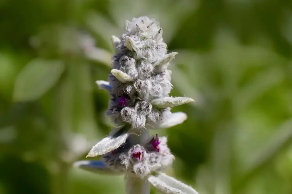 Stachys byzantina als bodembedekker in de schaduwborder?