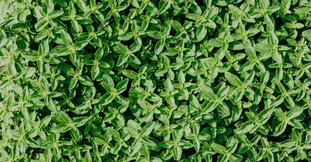 Thymus vulgaris knippen als buxus: de mogelijkheden en tips