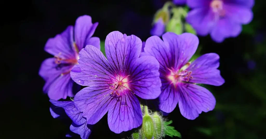 Verjong je oude pol bosooievaarsbek Geranium sylvaticum effectief