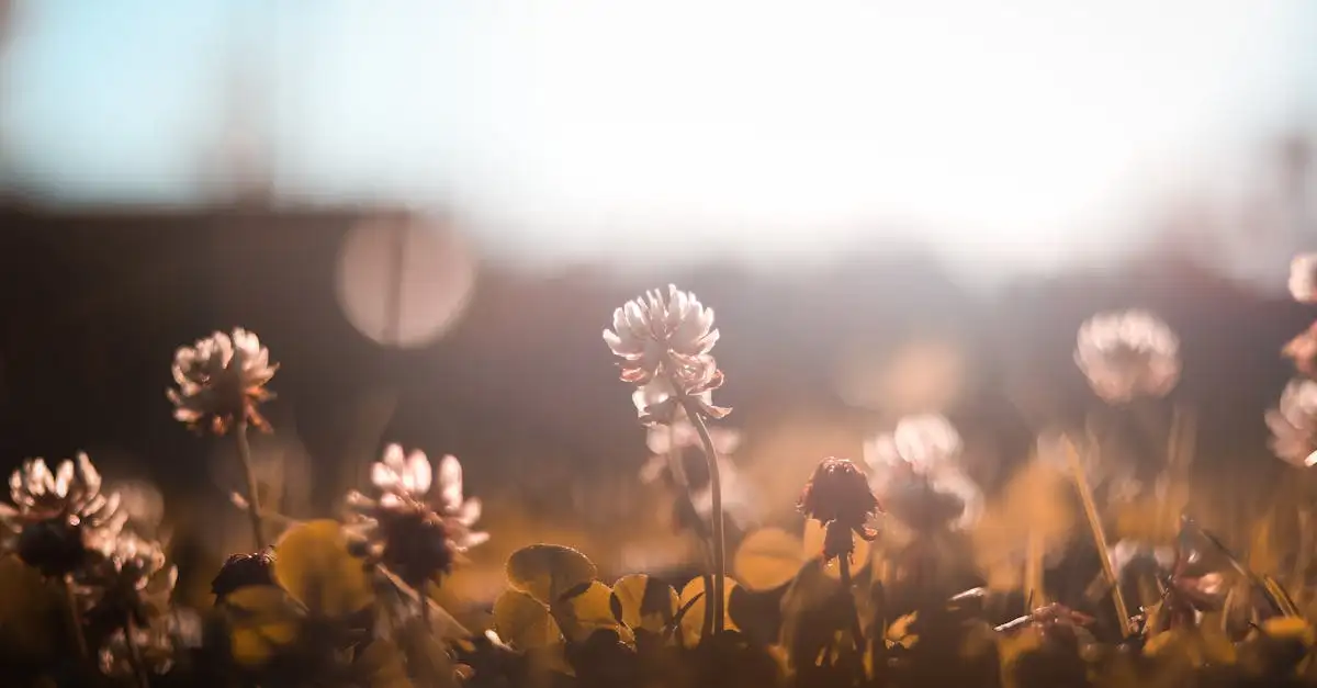 Verjong oude pollen van klaver Trifolium repens eenvoudig